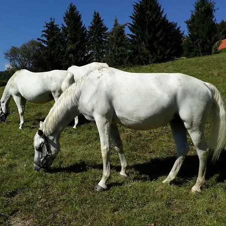 Lägenhet Landhaus Piber *